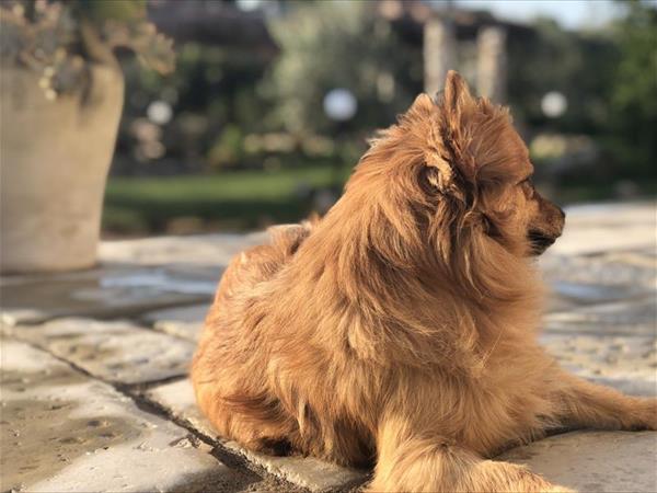 B&B Le Cicale - foto 54659.jpg