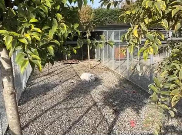 Capricci di Dama - foto 54802.jpg