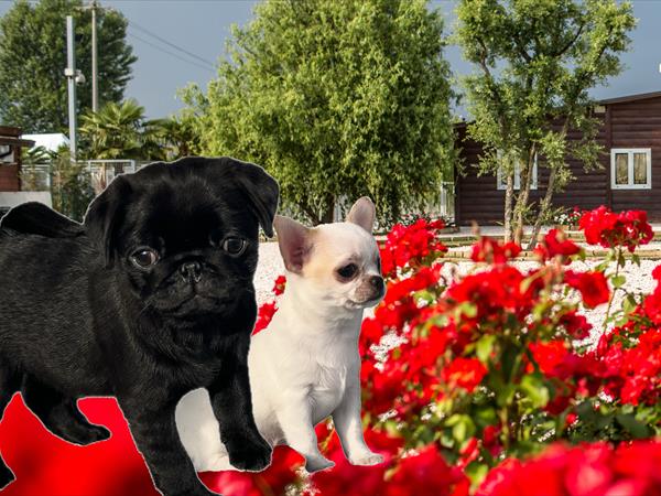 Capricci di Dama - foto 54804.jpg