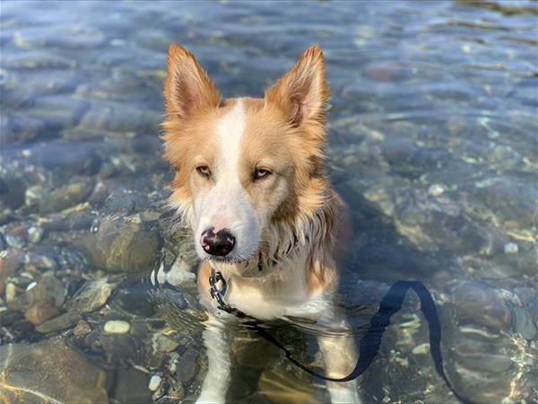 Villaggio Miramare Livorno  - foto 54884.jpg