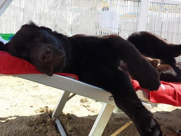 Rimini Dog No Problem - Bagno 81 Rimini - foto 55076.jpg