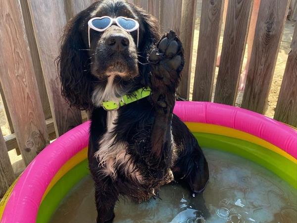 Rimini Dog No Problem - Bagno 81 Rimini - foto 55077.jpg