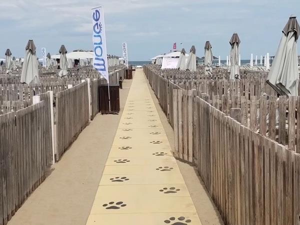 Rimini Dog No Problem - Bagno 81 Rimini - foto 55078.jpg