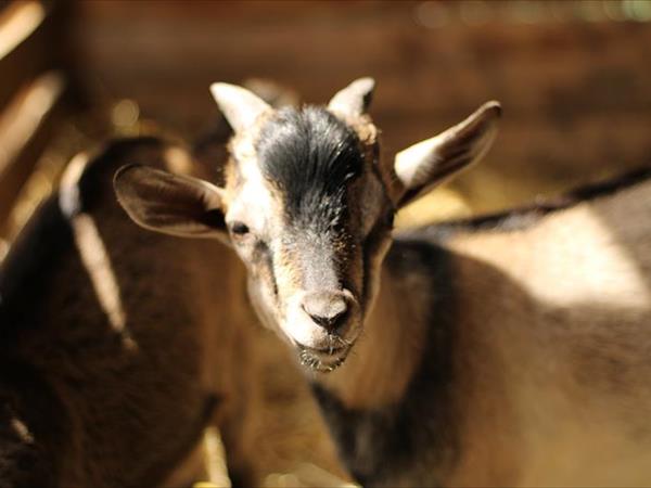 Agriturismo Il Moro - foto 55116.jpg