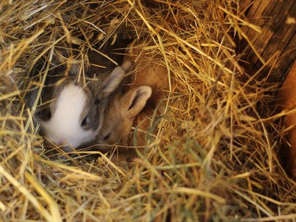 Agriturismo Il Moro - foto 55132.jpg