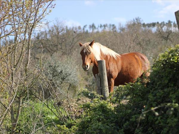 Agriturismo Il Moro - foto 55133.jpg