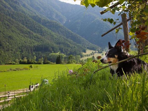 Agritur La Dasa - foto 55233.jpg