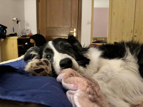 Alpine Touring Hotel - foto 55728.jpg