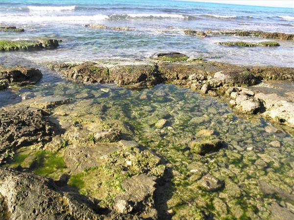 Affascinante Liama Grande - foto 55740.jpg