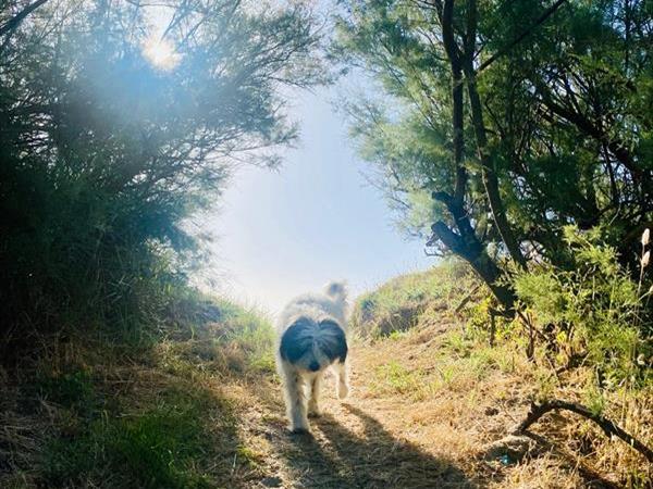 Camping Pineta - foto 55938.jpg