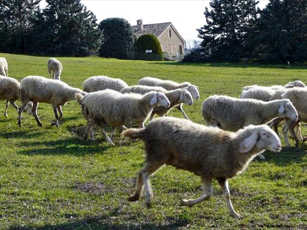 Podere del Fagiano Country House - foto 55942.jpg