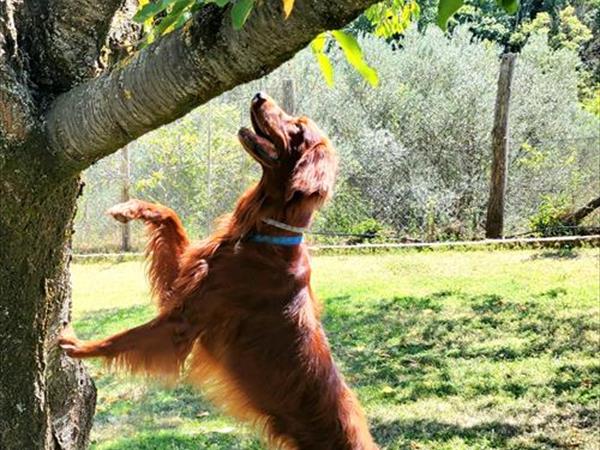 Casale SantEgidio - foto 55953.jpg