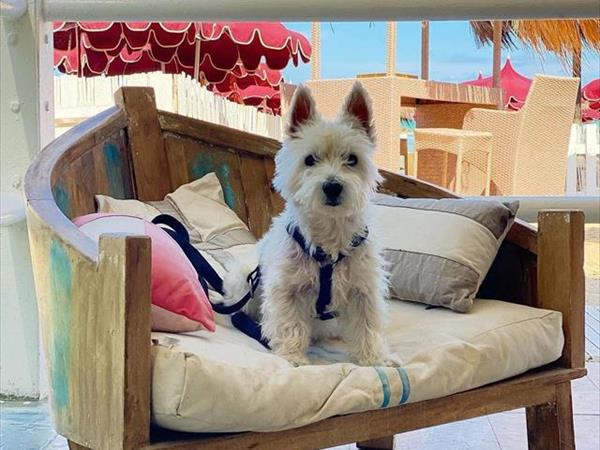 Bau Miao Beach - Lido Sabbia dOro - foto 56093.jpg