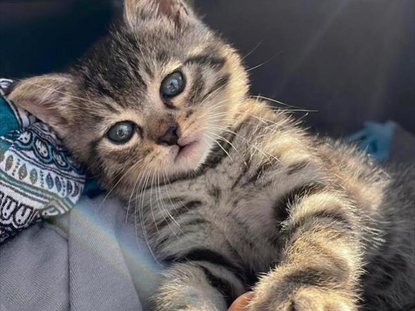 Bau Miao Beach - Lido Sabbia dOro - foto 56094.jpg