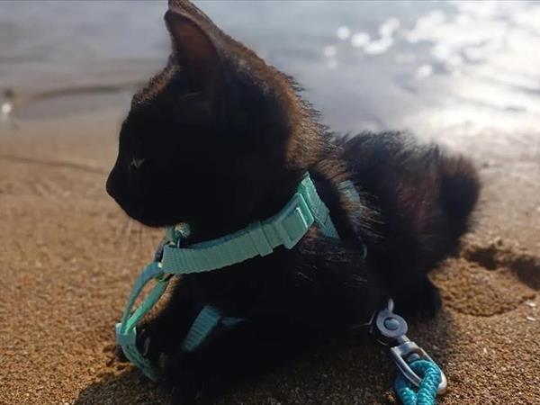 Bau Miao Beach - Lido Sabbia dOro - foto 56097.jpg