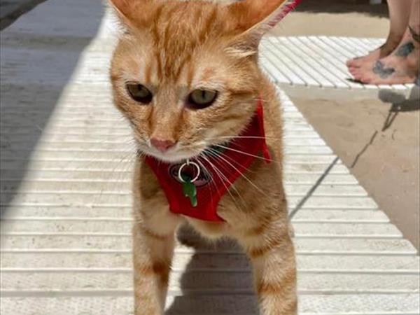 Bau Miao Beach - Lido Sabbia dOro - foto 56101.jpg