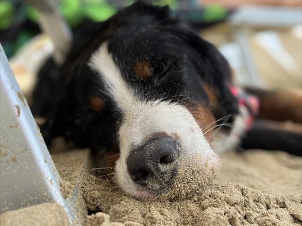 Bau Miao Beach - Lido Sabbia dOro - foto 56108.jpg