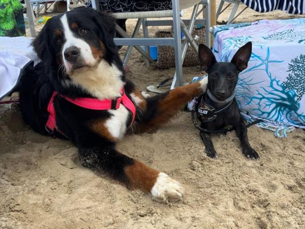 Bau Miao Beach - Lido Sabbia dOro - foto 56110.jpg