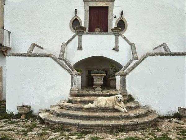 B&B Masseria Murgia Albanese - foto 56122.jpg