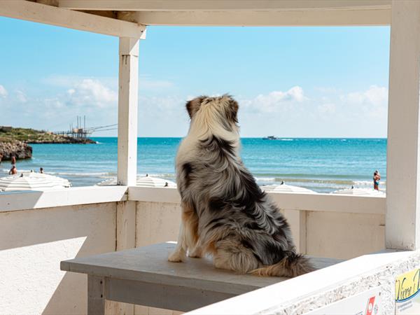 Villaggio Capo Vieste - foto 56135.jpg