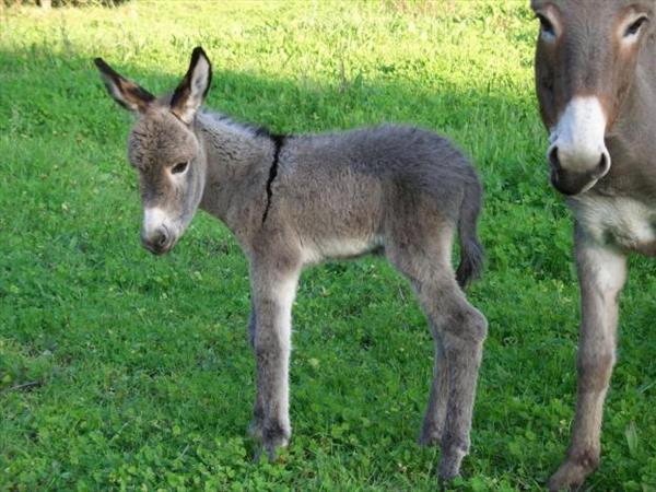 Fattoria del Cerretino - foto 56252.jpg