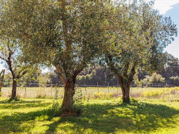 La Villetta di Nonna Pia - foto 56452.jpg