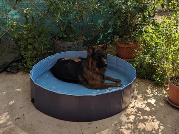 Appartamento nel verde pet friendly - foto 56635.jpg