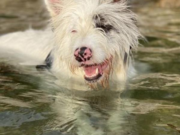 Villaggio Miramare Livorno  - foto 56651.jpg