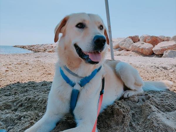 Villa Oleandro - foto 56665.jpg