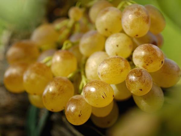 Antica Fattoria La Parrina - foto 56708.jpg