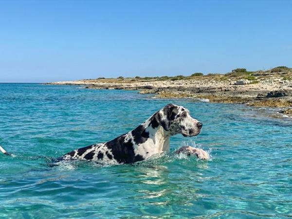 Holiday2Pet - foto 56765.jpg