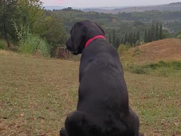  Tenuta Castellare di Tonda - foto 56783.jpg