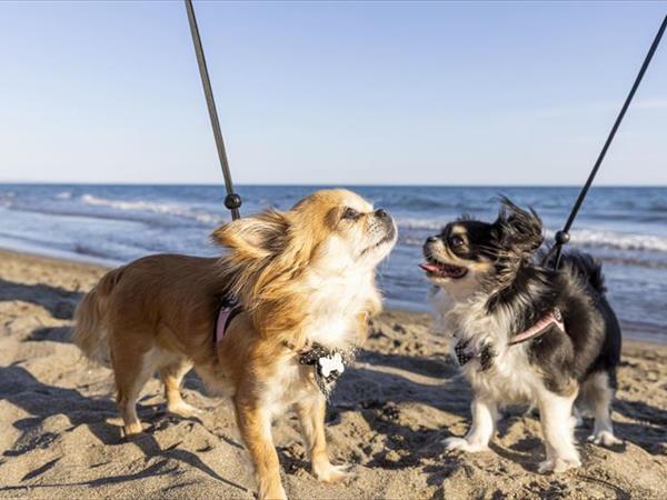 Gitavillage Club Degli Amici - foto 56797.jpg