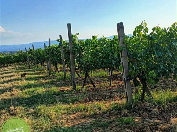 Agriturismo Fattoria Gravanella - foto 56935.jpg