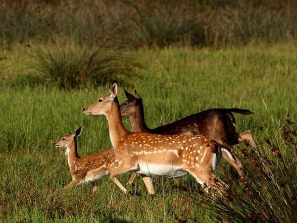 Club Village & Hotel Spiaggia Romea - foto 6762.jpg