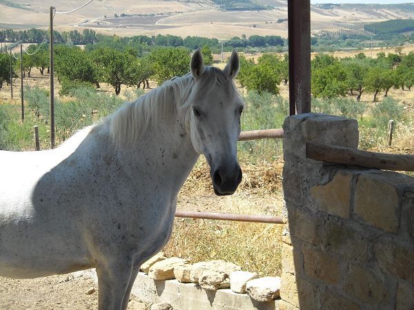 Agriturismo il Mandorleto - foto 7024.jpg