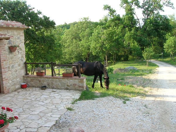 Azienda Agricola Podere Tremulini - foto 7149.jpg