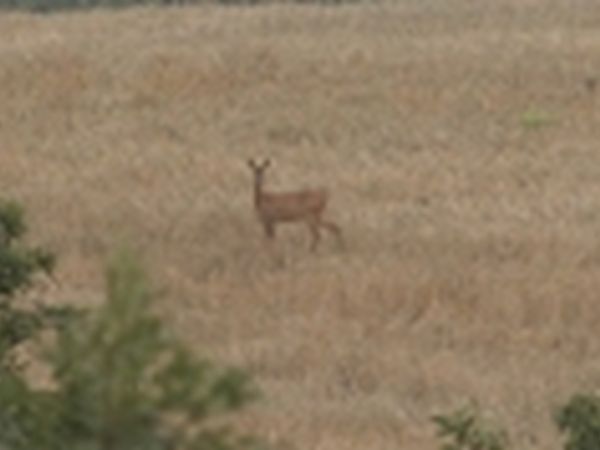Agriturismo La Steccaia Alta - foto 1314.jpg