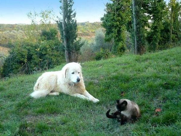 RIMOSSA - Agriturismo La Foresta - foto 7184.jpg