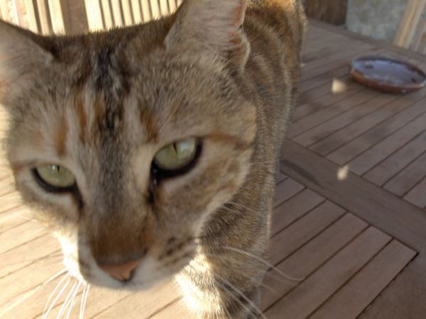 Agriturismo La Casetta - foto 1350.jpg