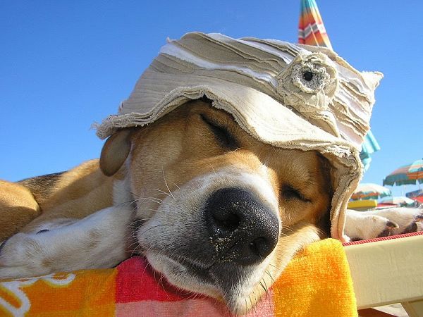 Rimini Dog No Problem - Bagno 81 Rimini - foto 7827.jpg