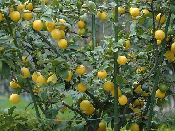 Borgo della Limonaia - foto 1388.jpg