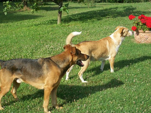 Podere  Lo Stollo - foto 2588.jpg