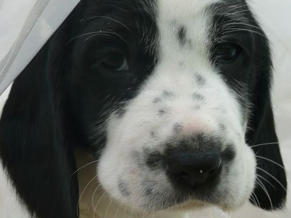 Agriturismo Il Corniolo - foto 8225.jpg