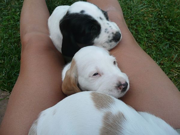 Agriturismo Il Corniolo - foto 8229.jpg