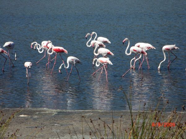 Villaggio Camping Torre Salinas - foto 8604.jpg