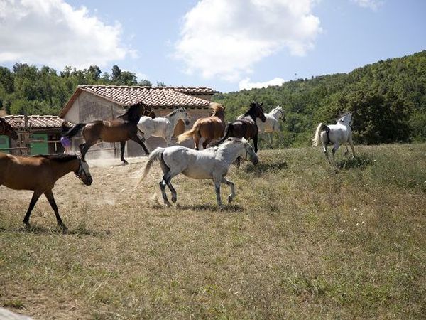 Azienda Agricola Podere Tremulini - foto 9387.jpg