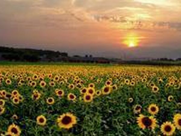 Fattoria San Lorenzo - foto 9628.jpg