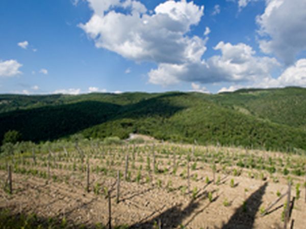Azienda Agricola Poggetto - foto 9864.jpg