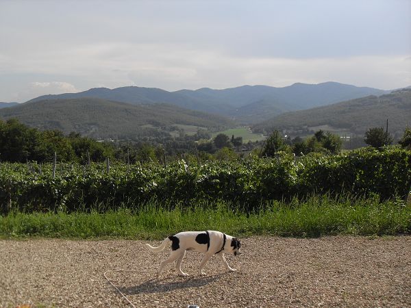 Agriturismo la Casaccia - foto 9892.jpg